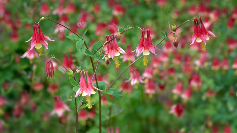 Eastern red with lots of red blooms