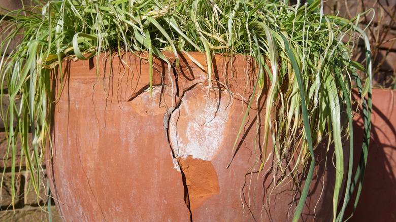 Cracked terracotta plant pot