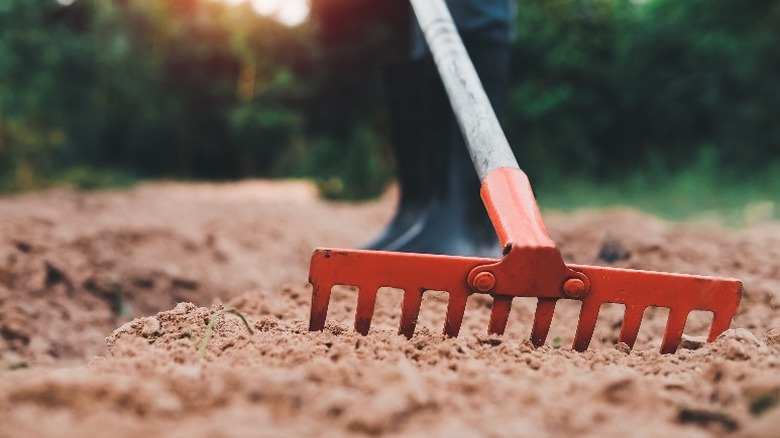 raking dirt in a yard