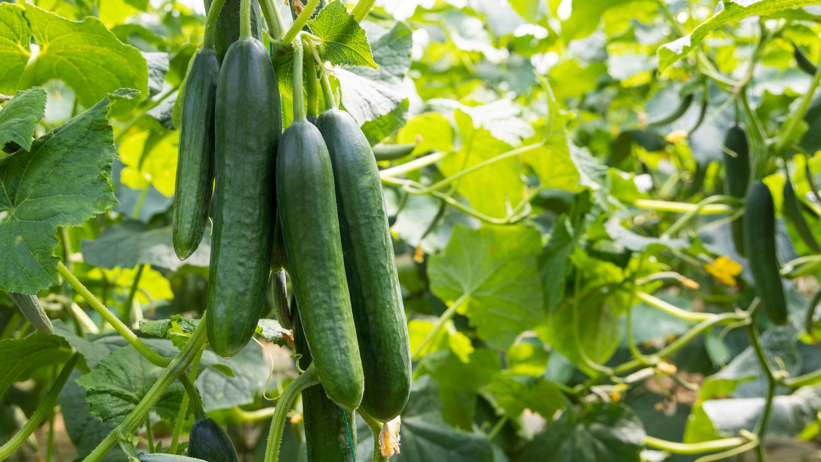 How to Trellis Cucumbers - The Home Depot