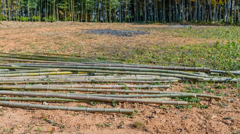 bamboo poles on the ground 