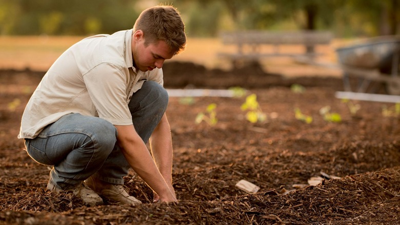 man planting in dirt