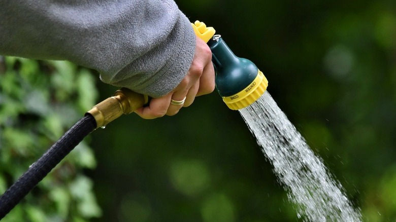 hand watering with spray hose