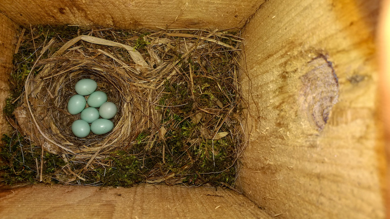 Camera inside nest box