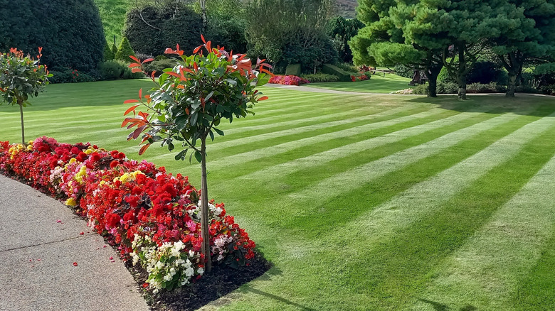 beautifully manicured striped lawn