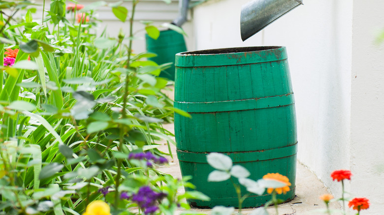 rain barrel next to garden