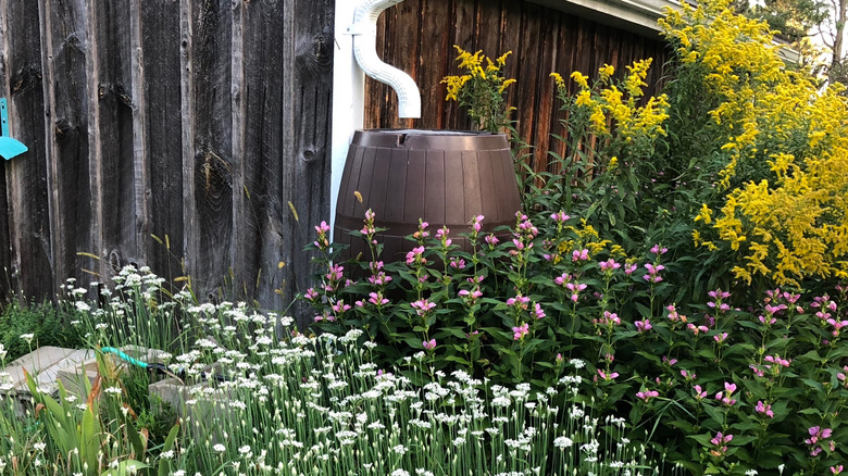 rain barrel in garden