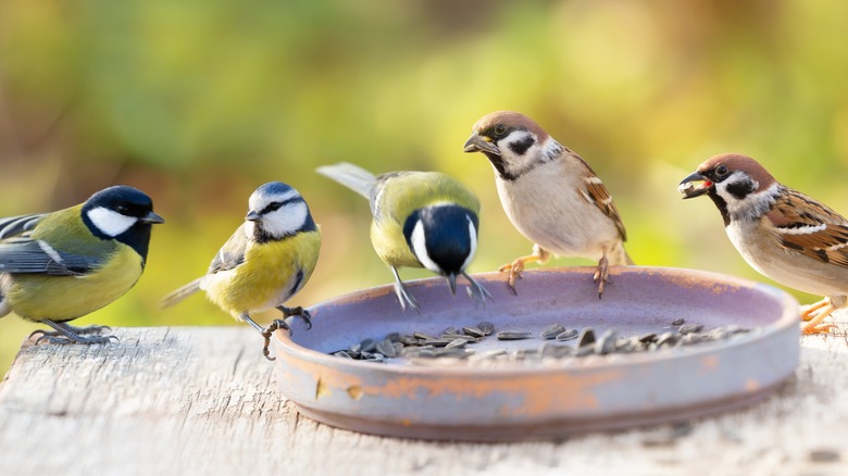 Birds eating sunflower seeds