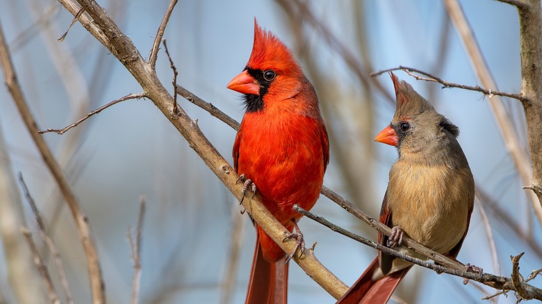 Male and female cardinals