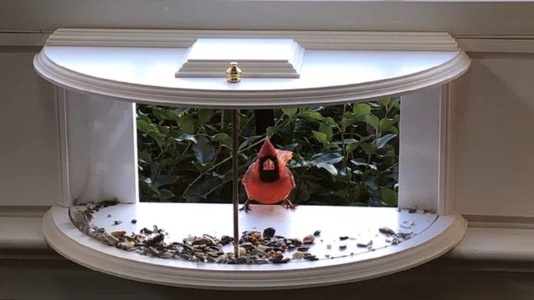 window bird feeder