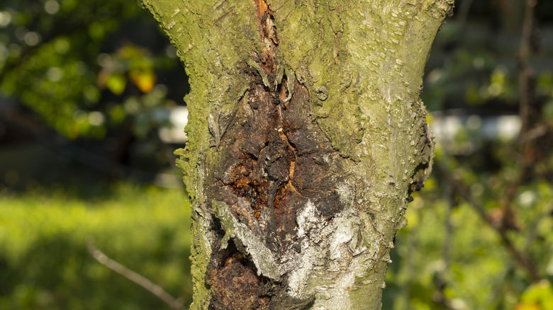 Tree with disease