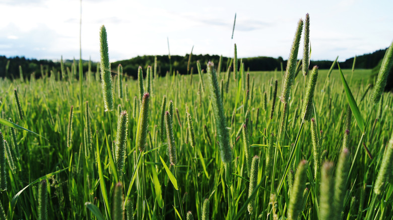 field full of timothy grass