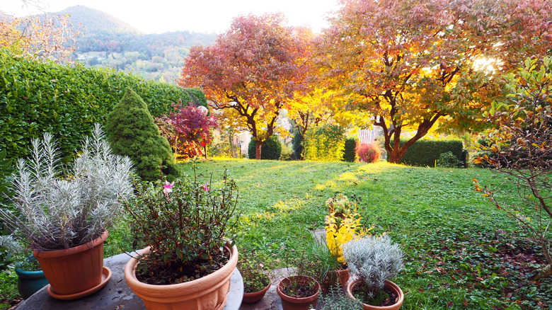 various plants in garden