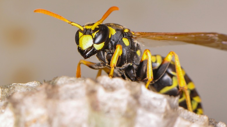 Wasp sitting on nest