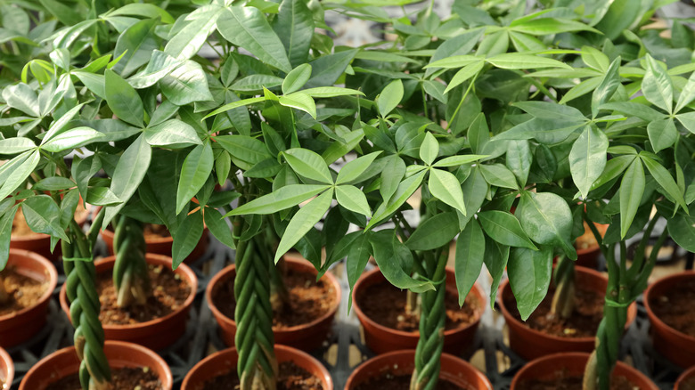 money tree seedlings that are braided