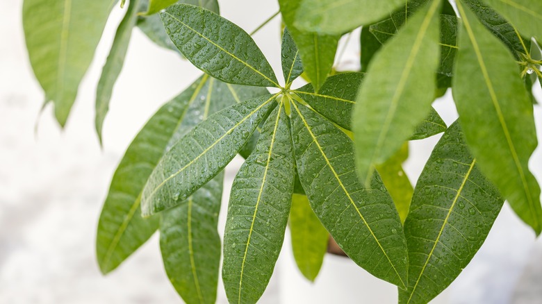 money tree that has been watered