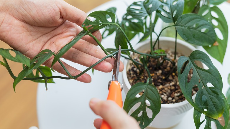 Cutting monstera for propagation 