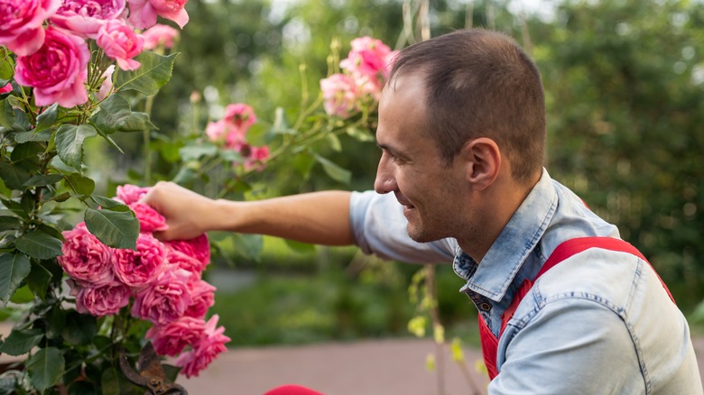 gardener tends pink rose bush