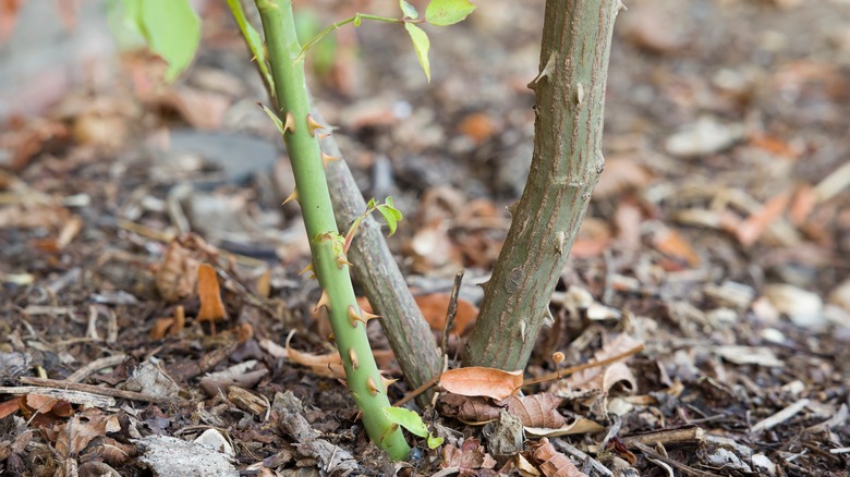 suckers growing from rose plant