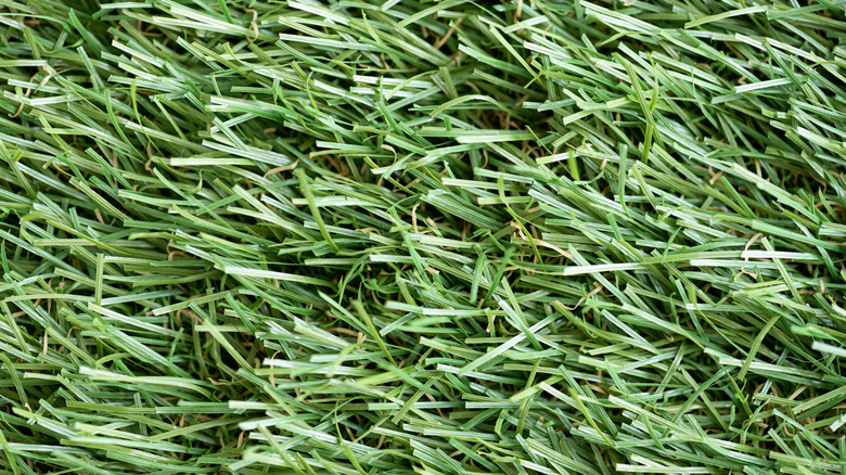 Close-up of artificial grass blades