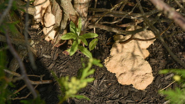 Slime mold on mulch