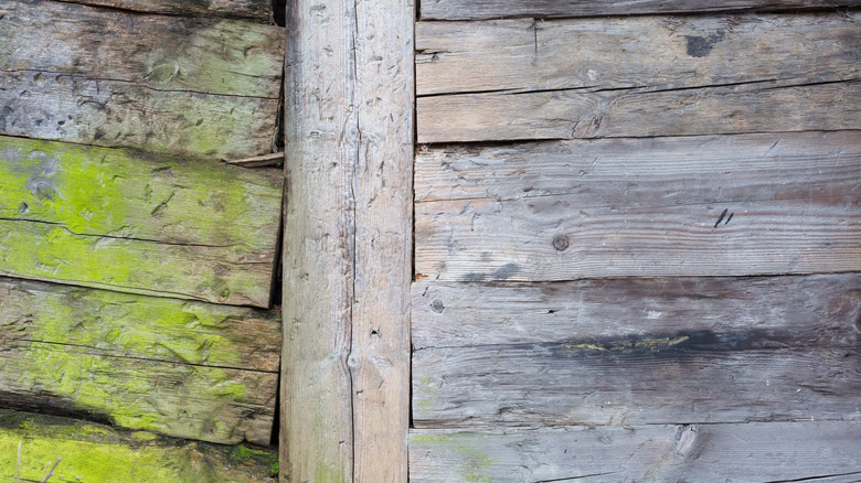 Old wood fence rotting with moss