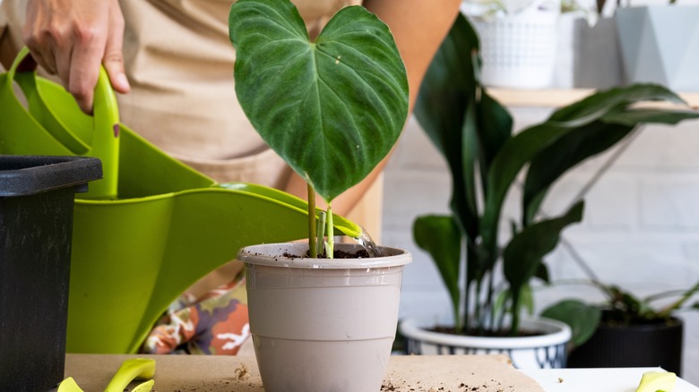 watering a philodendron plant