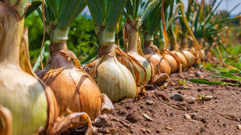 A row of harvested onions