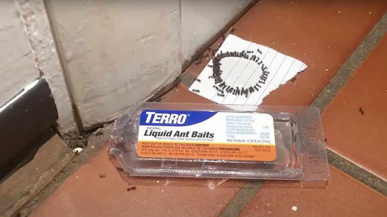 ants swarming Terro liquid bait