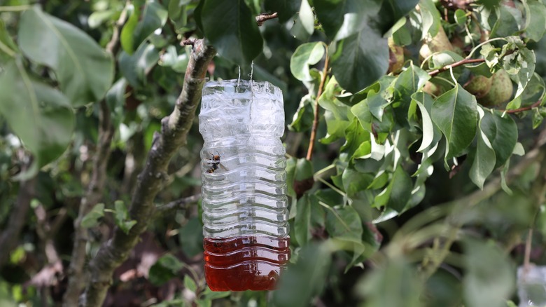 hornet trap in tree