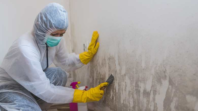 Person removing mold on wall