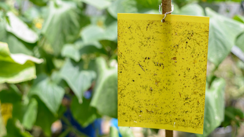 Sticky traps for aphids