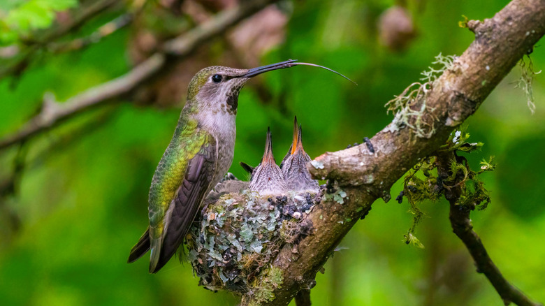 Hummingbird nest in tree