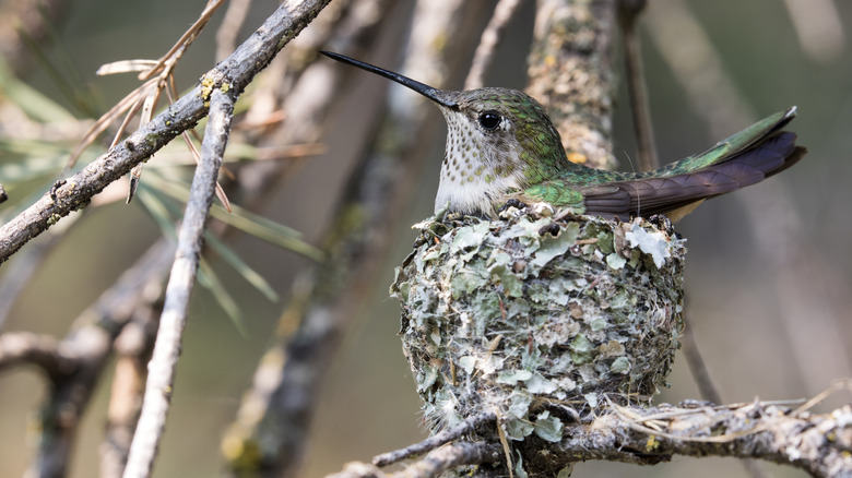 Hummingbird in nest on branch