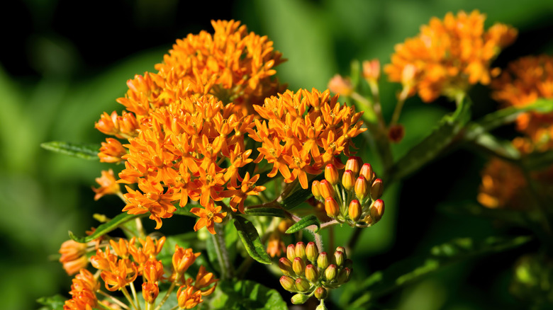 Butterfly weed's open and closed orange blooms in the sun