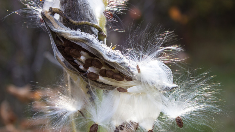 Butterfly weed seed pod opened up with seeds and silk spilling out