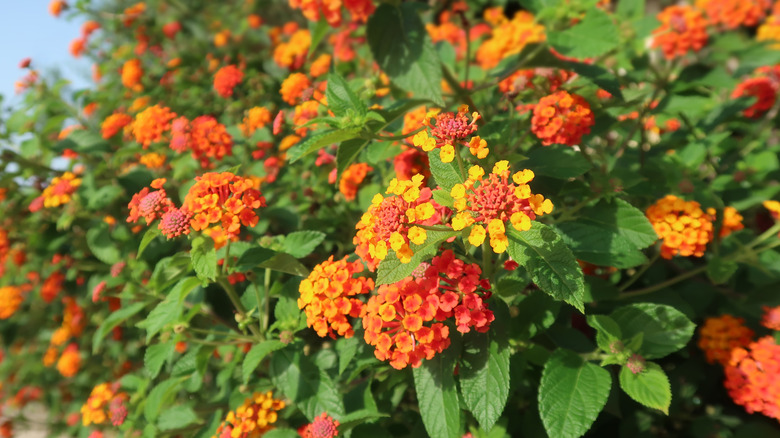 A closeup of a dense shrub of orange lantana