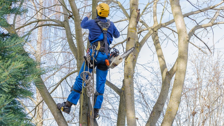 arborist inspecting tree