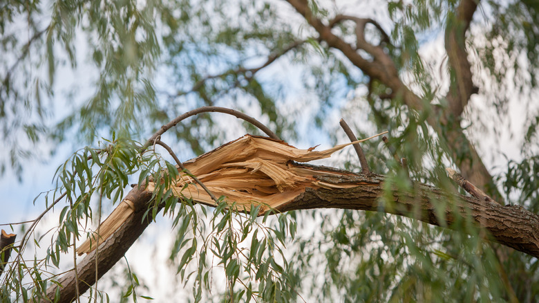 broken tree limb