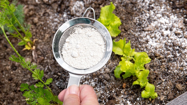 person using sifted diatomaceous earth