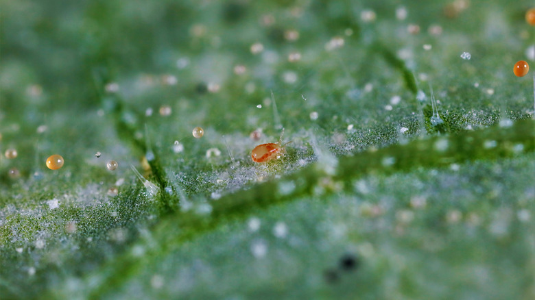 mite on leaf surface