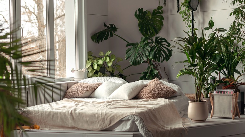 Floor bed surrounded by plants