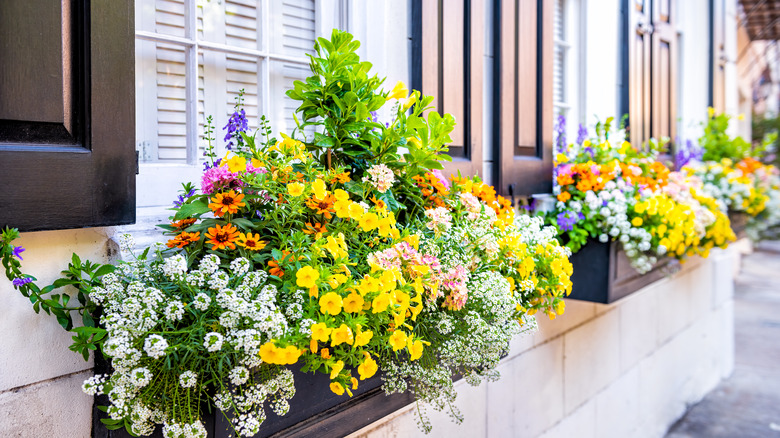 Three consecutive floral window boxes