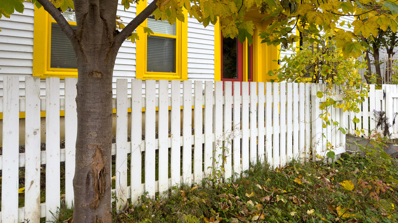 A tree near a white picket fence