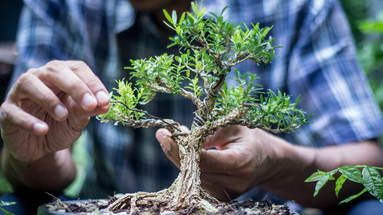 Bonsai tree