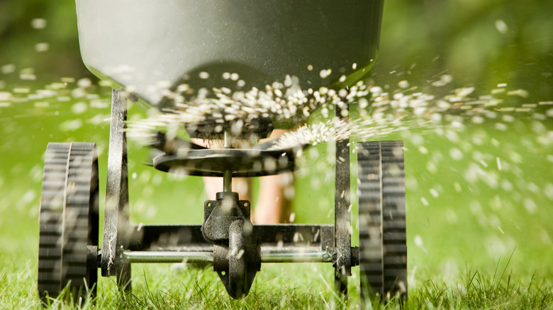 spreader spraying fertilizer on lawn