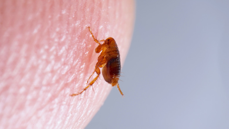 closeup of a flea