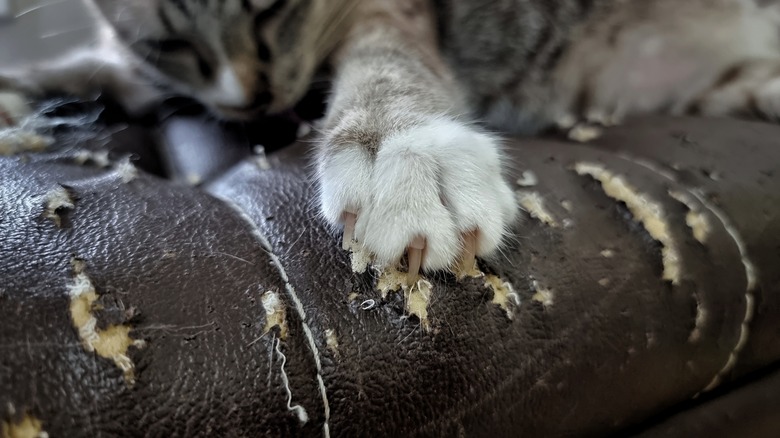 cat claws scratching leather furniture