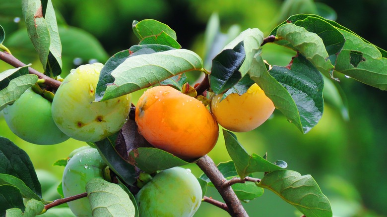 Green and ripe persimmons growing on a tree branch