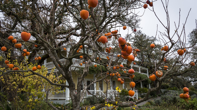 Mature persimmon tree with fruit and no leaves in front of a house